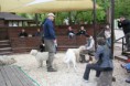 /album/budakeszi-vadaspark-a-fold-vilagnapja-alkalmabol-torteno-meghivasa-a-nagyragadozok-es-pasztorkutyak-forumnak-2014-aprilis-fotok-izabella-tandecki-/img-086-jpg/